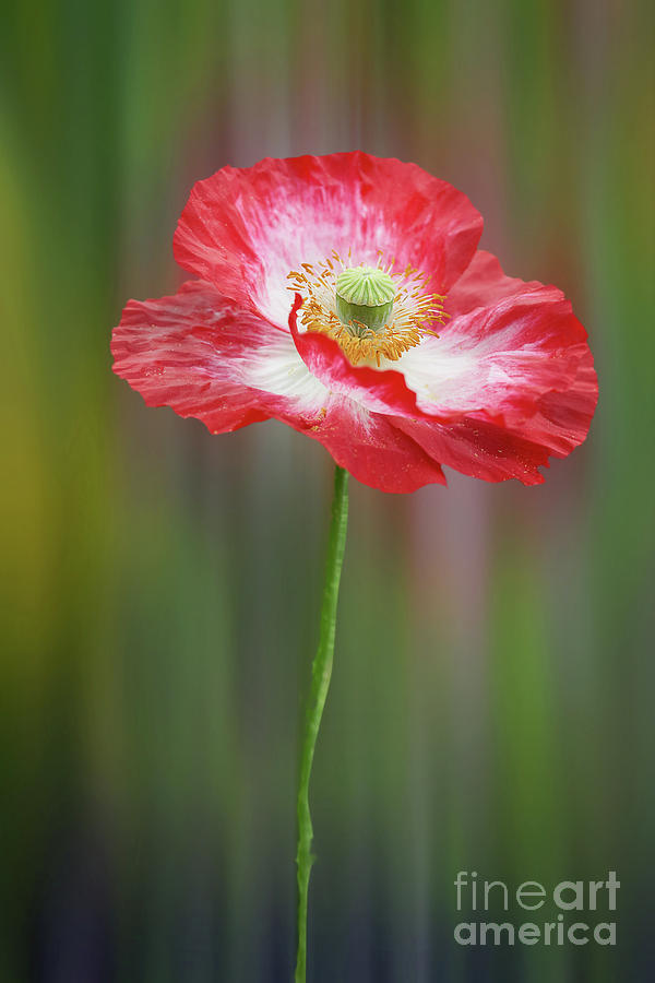 Nature Photograph - Big red poppy 3 by Valdis Veinbergs