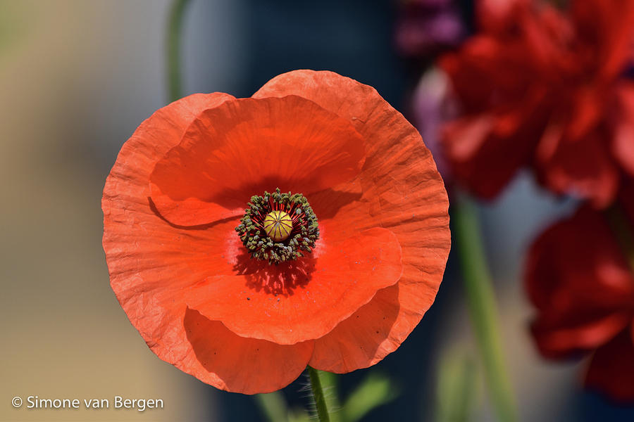 Big Red Poppy Photograph by Simone Van Bergen - Fine Art America