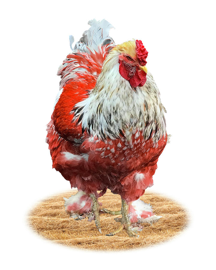 Big Red Rooster On White Photograph by Gill Billington