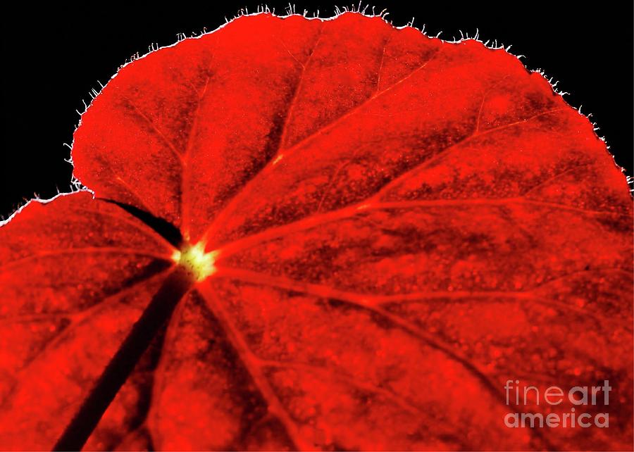 Nature Photograph - Big Red by Sabrina L Ryan