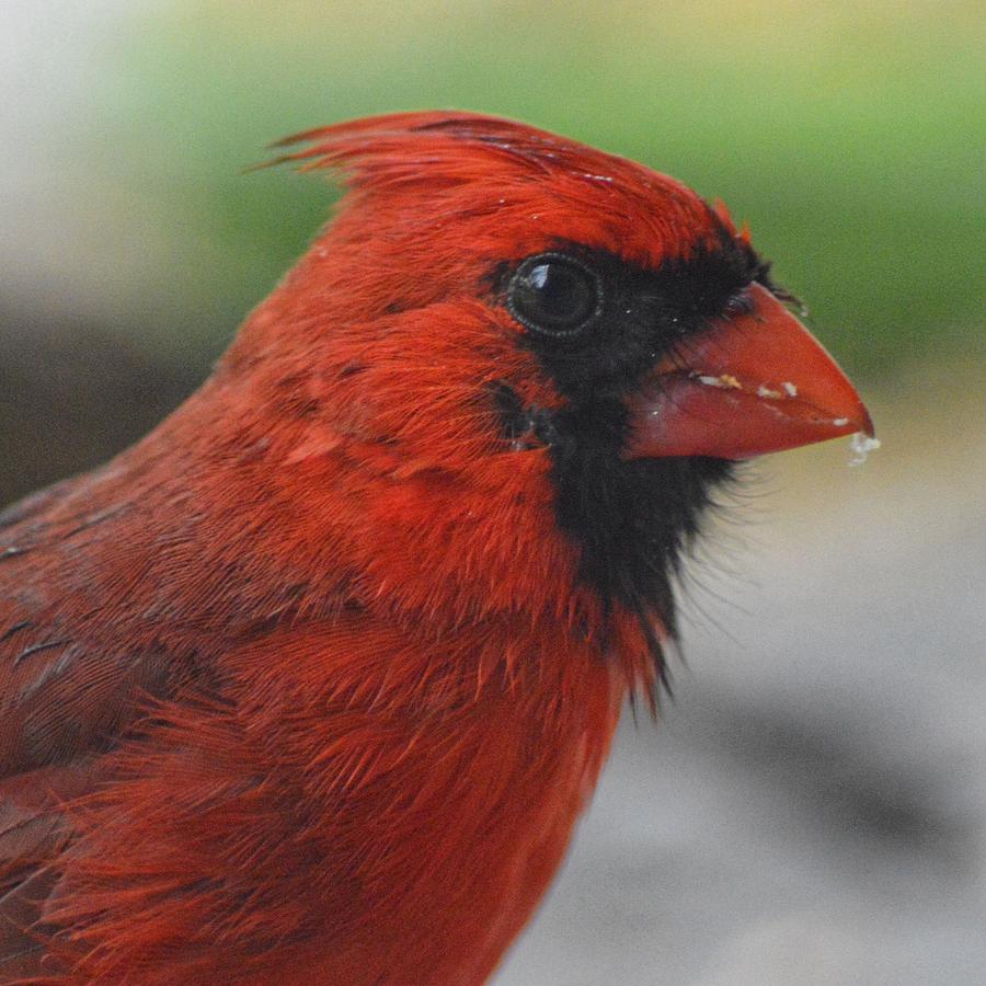 Cardinal Photograph - Big Red by Tiffany Anthony