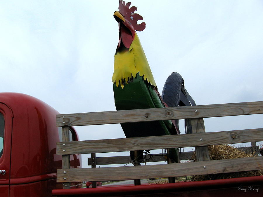 Big Rooster  Photograph by Amy Hosp