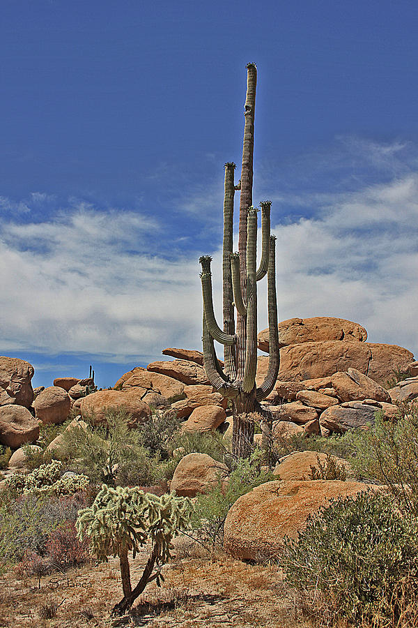 Big Saguaro And Cholla With Granite Boulders Photograph by Tom Janca