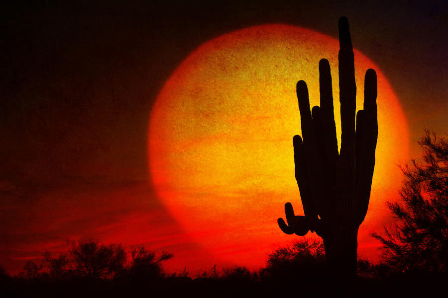 Big Saguaro Sunset Photograph by James BO Insogna