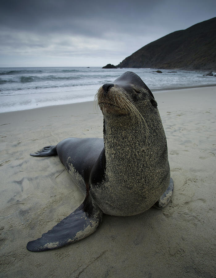 Big Seal Photograph by Dillon Kalkhurst