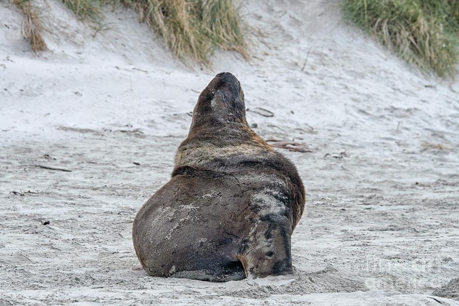 Big sealion sitting on beach Photograph by Patricia Hofmeester