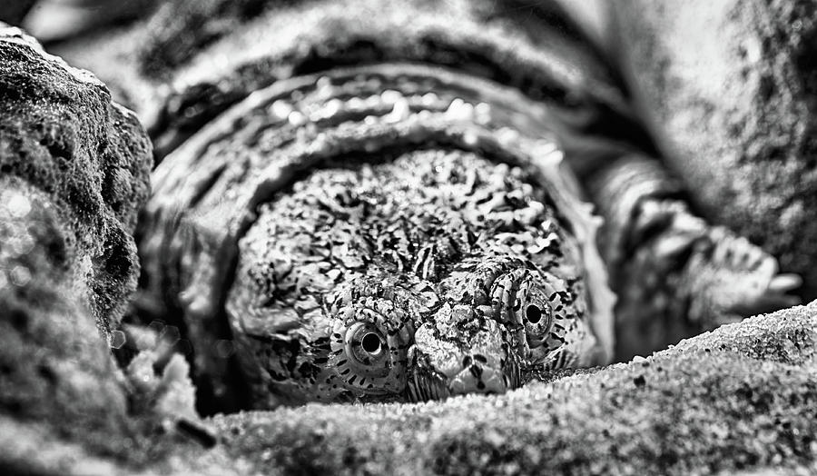 Turtle Photograph - Big Sexy Black and White by JC Findley