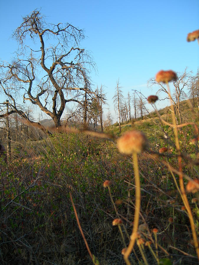 Landscape Photograph - Big Sister by Donna Zoll Landscape Photograph - Big Sister by Donna Zoll