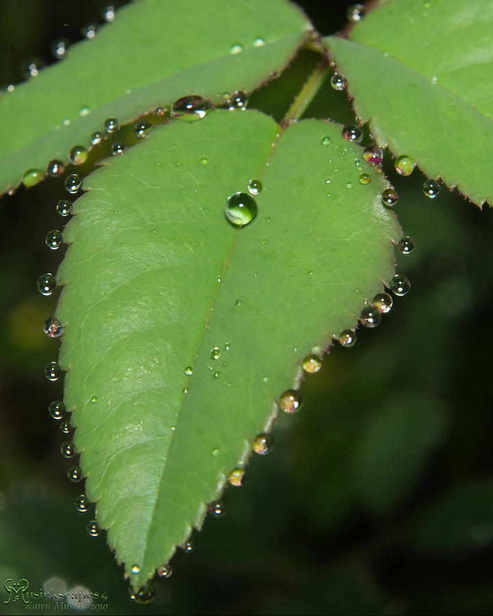 Nature Photograph - Big Sister Droplet by Karen Musick