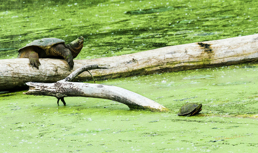 Big Small Snapper Painted Turtles Photograph by Ed Peterson