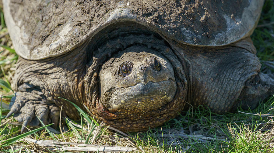 Turtle Photograph - Big Snapper by Rob Weingart
