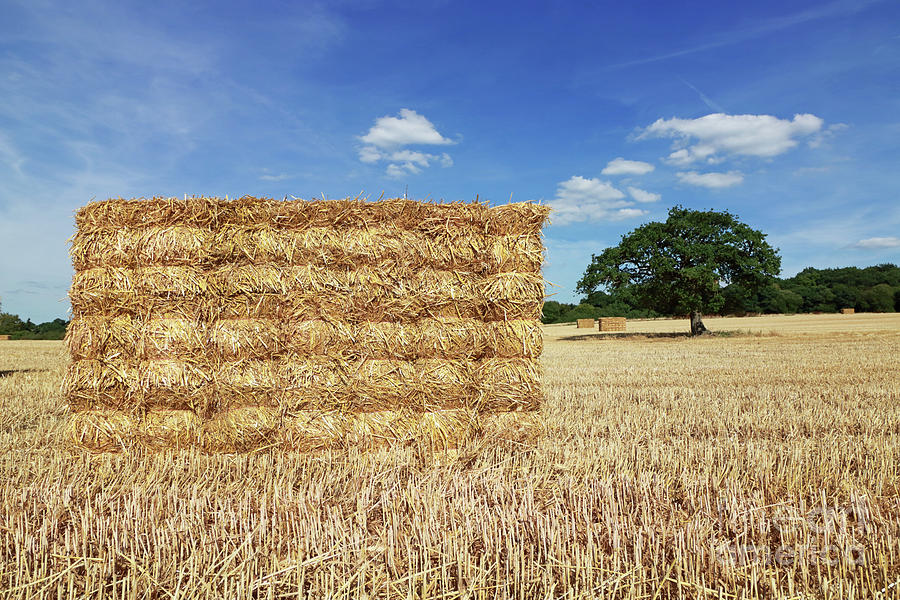 Big straw bales  Photograph by Julia Gavin