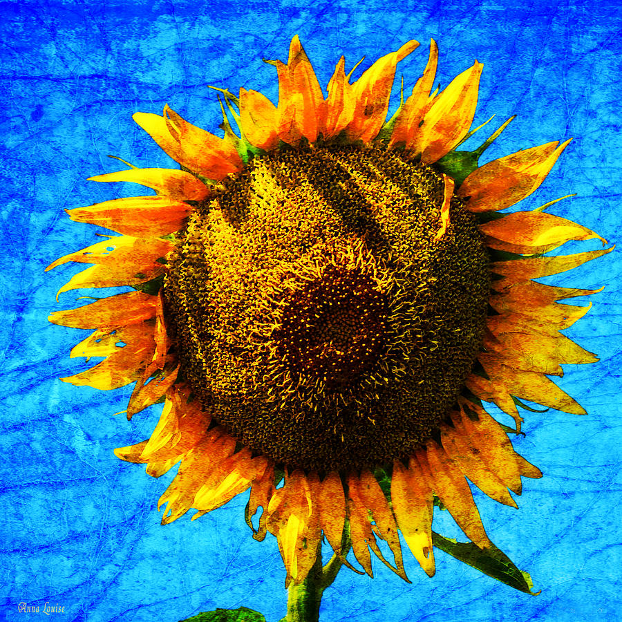 Big Sunflower Photograph by Anna Louise