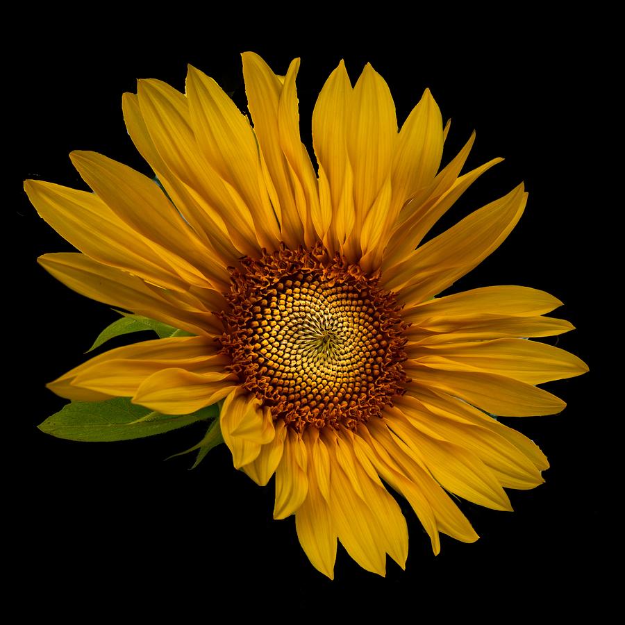Big Sunflower Photograph by Debra and Dave Vanderlaan