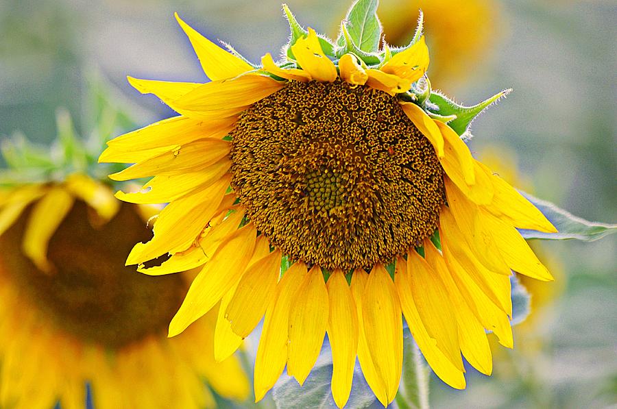 Big Sunflowers 2 Photograph by Karen McKenzie McAdoo
