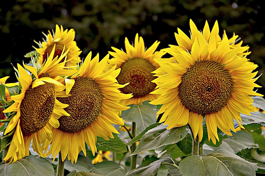 Big Sunflowers in a Field Photograph by Karen McKenzie McAdoo