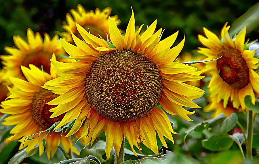 Big Sunflowers Photograph by Karen McKenzie McAdoo