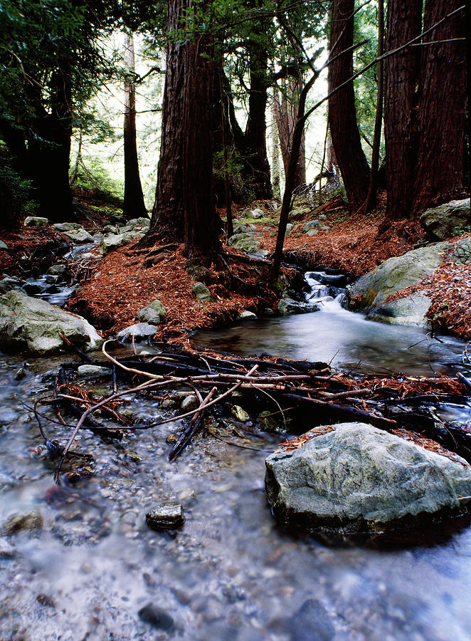 Tree Photograph - Big Sur Brook by Brian Puyear