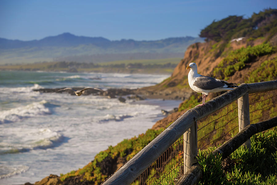 Seagull Photograph - Big Sur California by Mike Penney