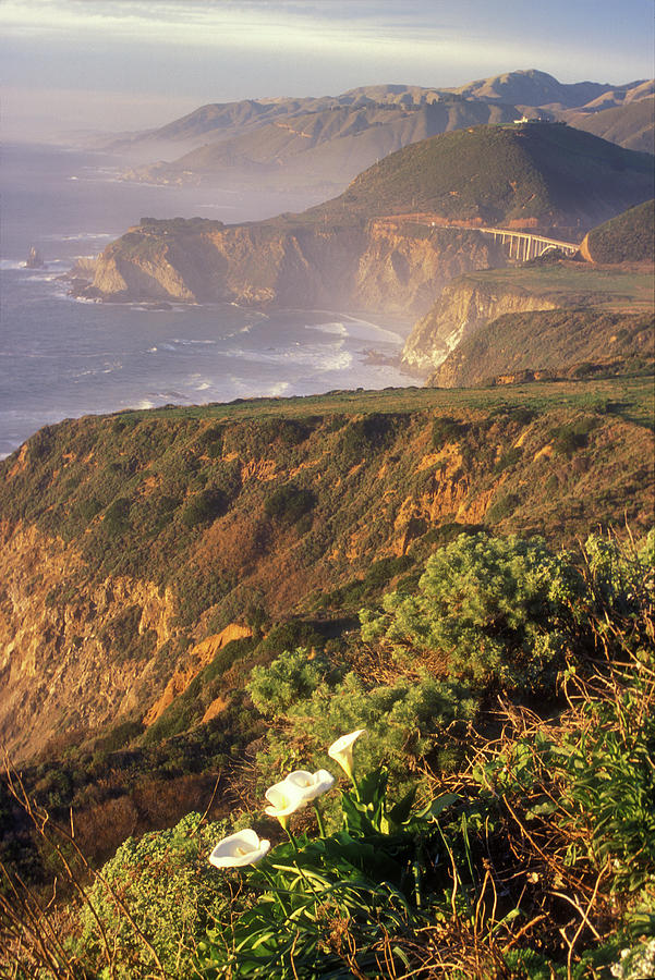 Big Sur Coast Wild Calla Photograph by John Burk