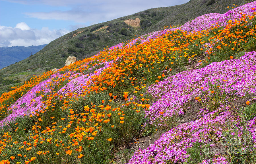 Flower Photograph - Big Sur Spring by Kris Hiemstra