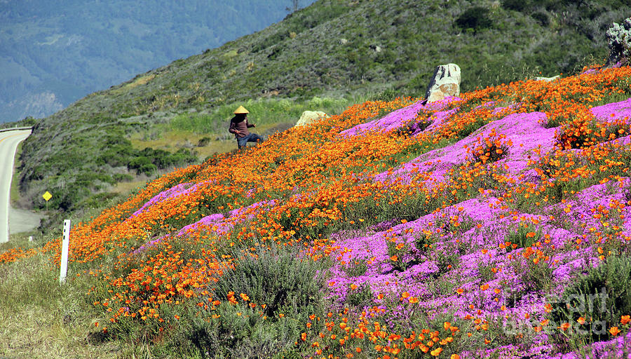 Big Sur Wildflowers 7258 Photograph by Jack Schultz