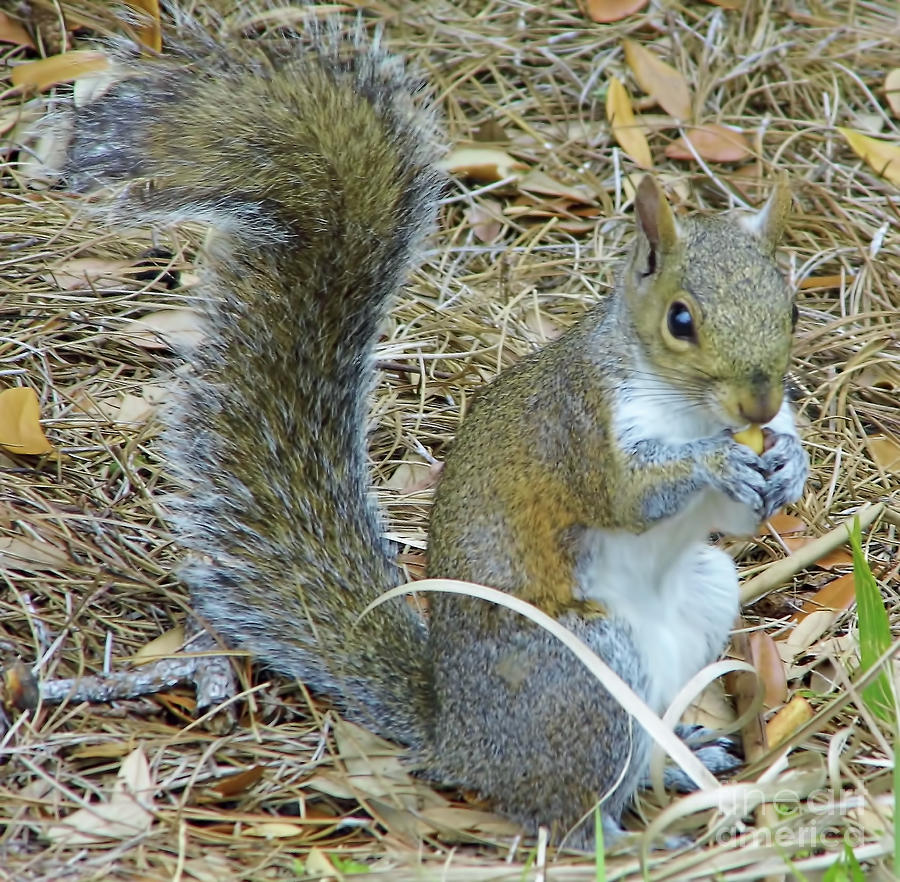 Big Tail Little Nut Photograph by D Hackett