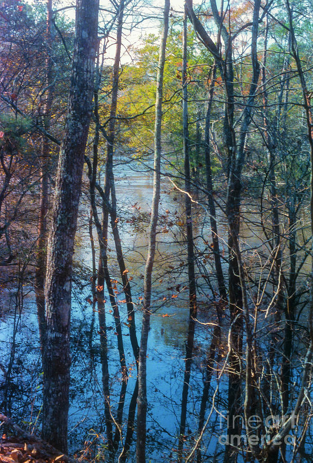 Big Thicket National Preserve Photograph - Big Thicket Water Reflection by Bob Phillips