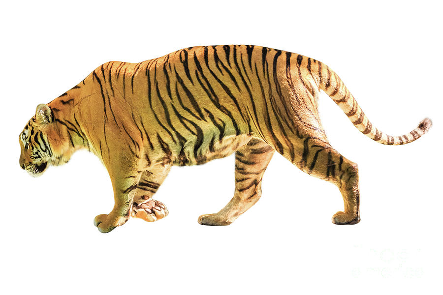 Big Tiger isolated Photograph by Benny Marty