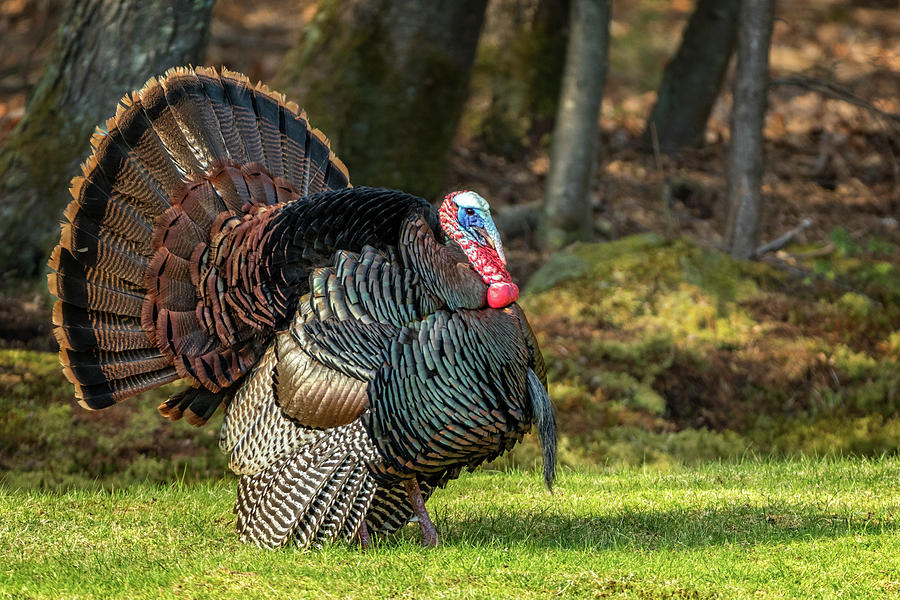 Big Tom Turkey Photograph by Steven Upton