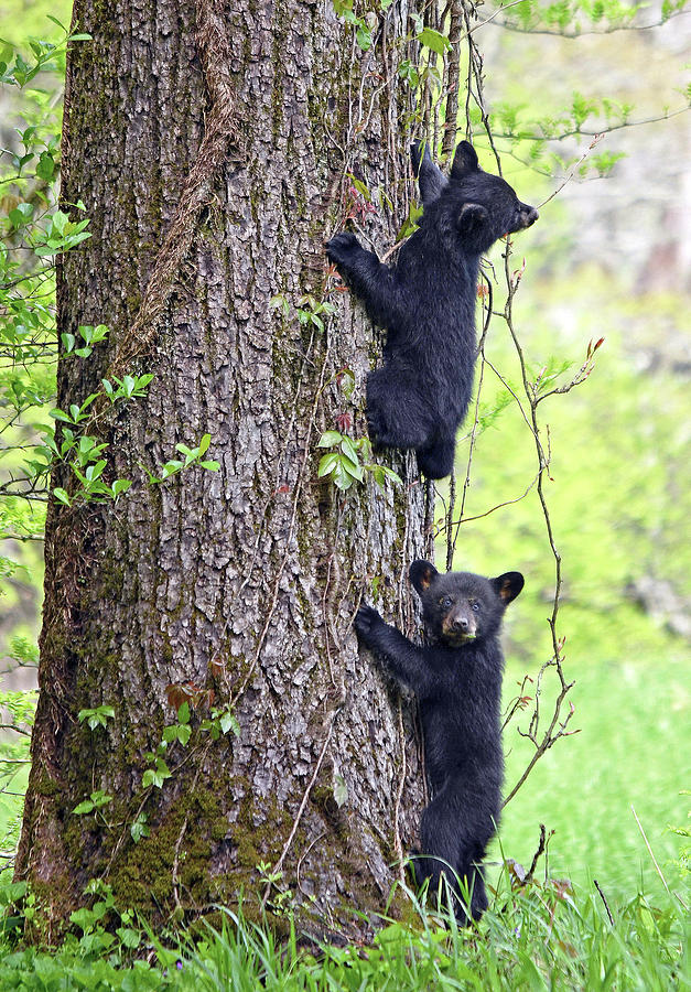 Big Tree, Little Bears Photograph by Allan Carrano - Fine Art America