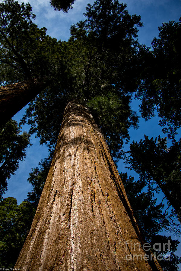 Big Tree Sequoia National Park Photograph by Dan Norton