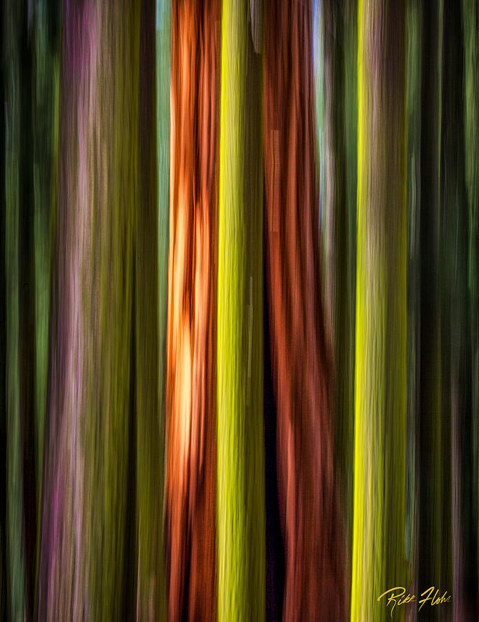 Big Trees Abstract Photograph by Rikk Flohr