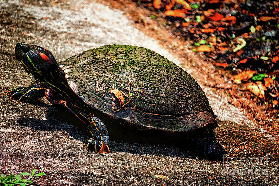 Big Turtle Photograph by JB Thomas