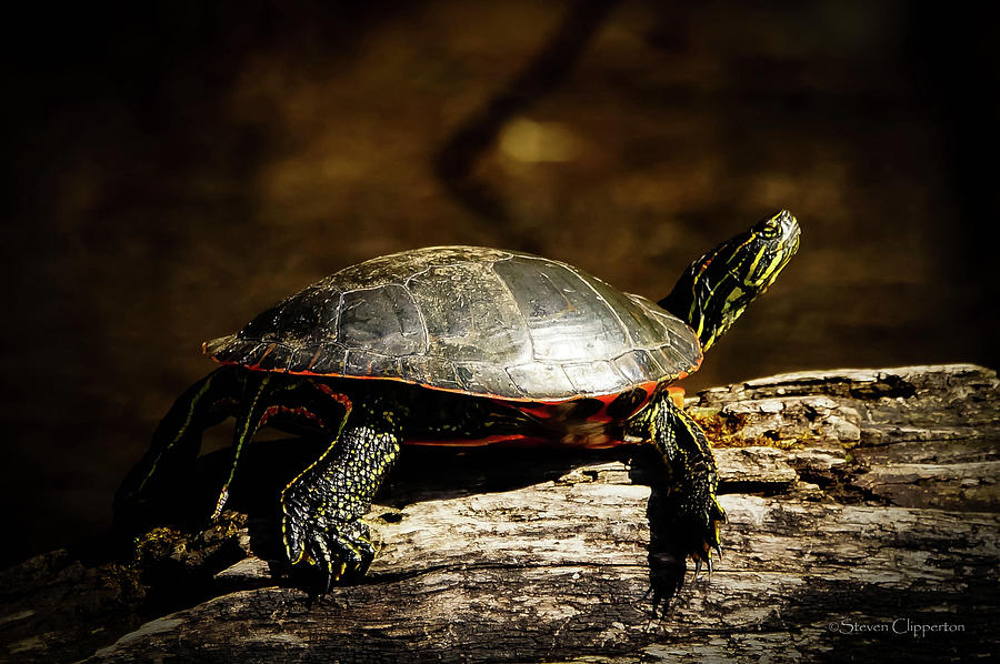 Big Turtle Photograph by Steven Clipperton