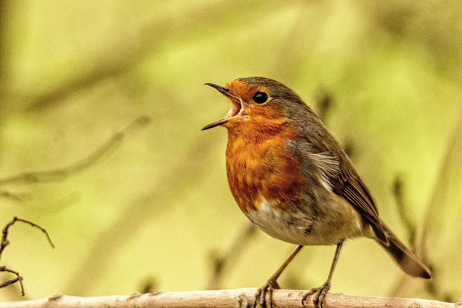 Big voice Robin by Cliff Norton Big voice Robin by Cliff Norton