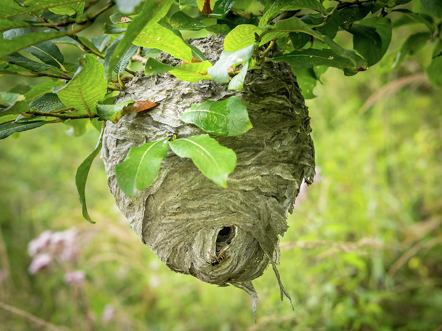 Big wasp's nest hanging on a branch of a bush Photograph by Stefan ...