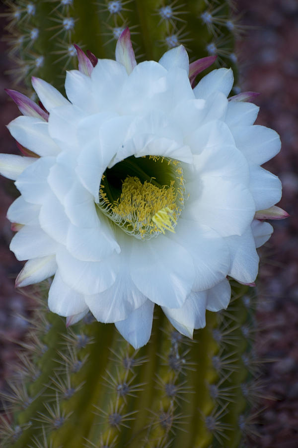 Big White Cactus Flower  Photograph by Richard Henne