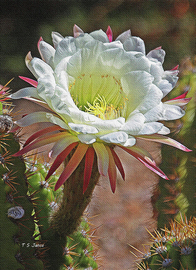 Big White Cactus Flower Photograph by Tom Janca