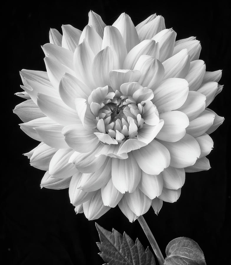 Big White Dahlia 2 Photograph by Garry Gay