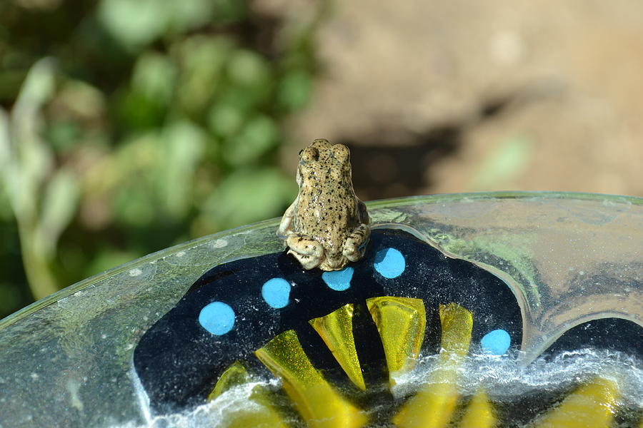 Nature Photograph - Big World Little Toad by Jasmins Treasures
