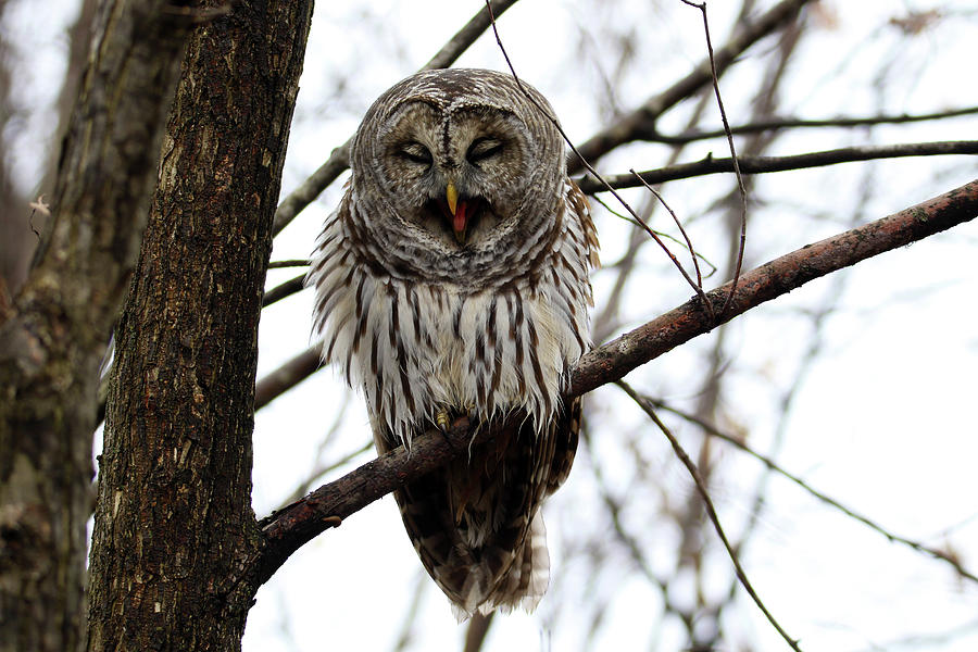 Big Yawn Barred Owl Photograph by Brook Burling