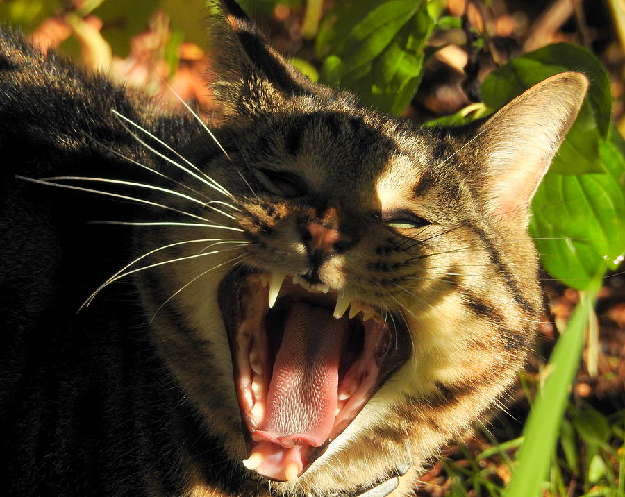 Big Yawn Photograph by Betty-Anne McDonald
