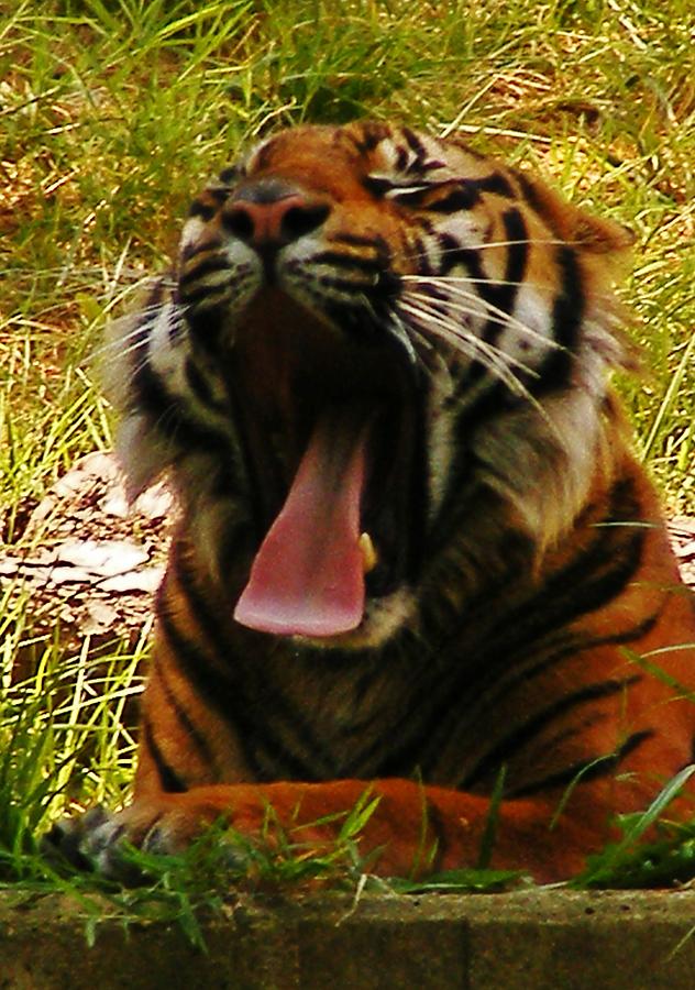 Big Yawn Photograph