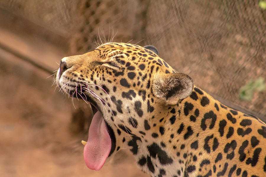 Big yawn Photograph by Darrell Foster