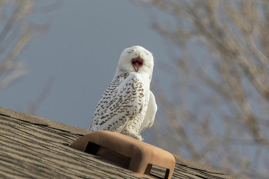 Big Yawn For a Snowy Owl Photograph by Tony Hake