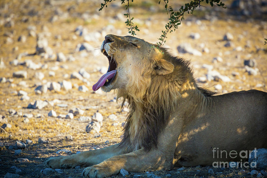 Big Yawn Photograph by Inge Johnsson