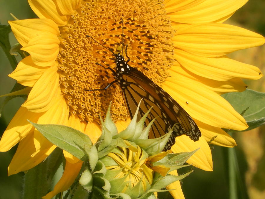 Big Yellow And Monarch Photograph