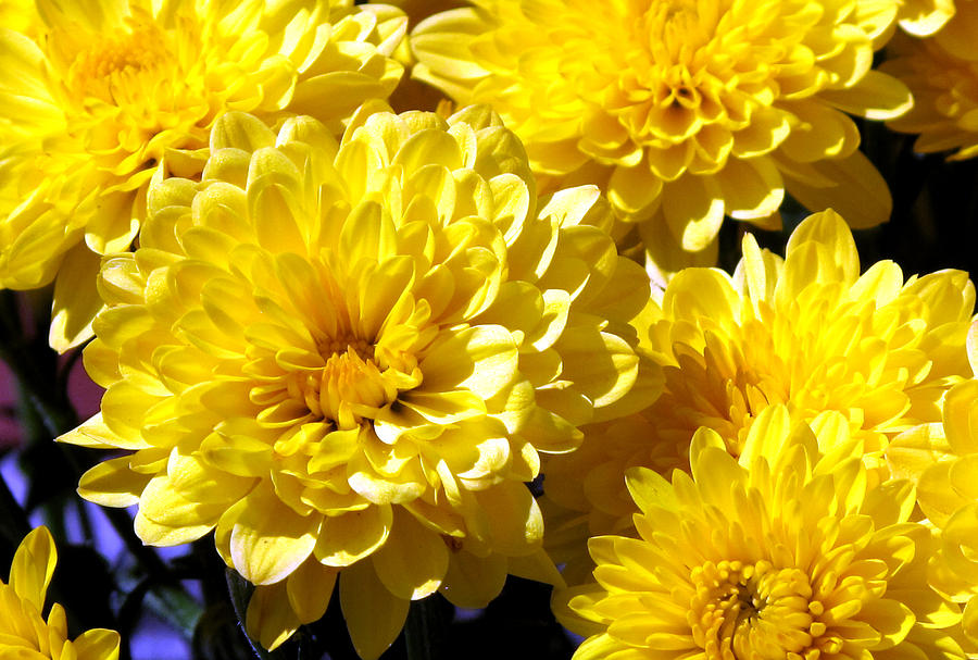 Big Yellow Moms 3  Photograph by Lyle Crump