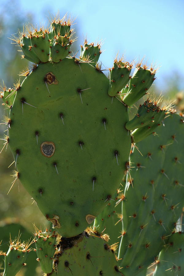Bigfoot Cacti Photograph by Christiane Schulze Art And Photography